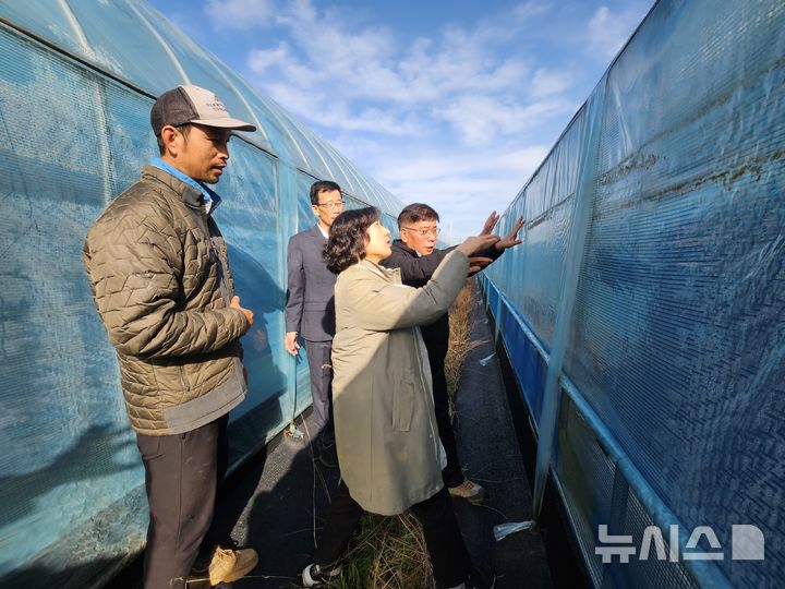 [세종=뉴시스]농촌진흥청은 기상청과 눈 무게 예보를 문자로 받아 영농 현장에서 활용하고 있는 농업인의 목소리를 듣기 위해 12일 전북특별자치도 고창군 상하면에 있는 블루베리 농가를 찾아 폭설 피해 예방을 위한 현장을 점검했다.(사진=농진청 제공)