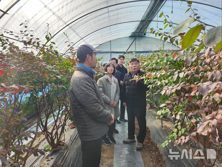 [세종=뉴시스]농촌진흥청은 기상청과 눈 무게 예보를 문자로 받아 영농 현장에서 활용하고 있는 농업인의 목소리를 듣기 위해 12일 전북특별자치도 고창군 상하면에 있는 블루베리 농가를 찾아 폭설 피해 예방을 위한 현장을 점검했다.(사진=농진청 제공)