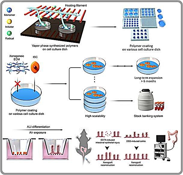 [대전=뉴시스] 인간 장 줄기세포 완전무이종(xenogeneic-free) 배양 플랫폼 개발도 및 특성. 해당 플랫폼을 활용하면 장 줄기세포의 대량배양, 장기배양, 동결보관은 물론 생체 내 이식(in vivo)도 가능하다.(사진=KAIST 제공)&nbsp; *재판매 및 DB 금지