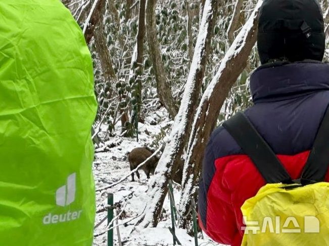 [제주=뉴시스] 13일 오후 2시17분께 제주 한라산 성판악 코스에서 멧돼지 무리가 출몰했다. (사진=제주소방안전본부 제공) 2024.12.13. photo@newsis.com