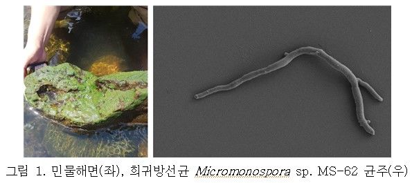 [세종=뉴시스] 민물해면과 희귀방선균. (사진=환경부). *재판매 및 DB 금지