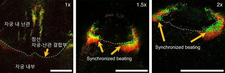 [울산=뉴시스] 구미현 기자 =울산과학기술원(UNIST)는 바이오메디컬공학과 박정훈 교수팀이 생명과학과 김재익 교수팀, 교토대학교 류흥진 박사와의 공동 연구를 통해 쥐 생식기관 내부에서 일어나는 정자의 이동 영상을 실시간으로 분석한 결과, 이 같은 현상을 발견했다고 16일 밝혔다. 정자 무리의 동기화된 헤엄치기 모습. (사진=UNIST 제공) 2024.12.16.gorgeouskoo@newsis.com *재판매 및 DB 금지