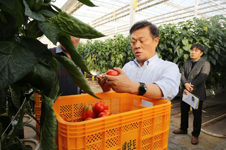[정읍=뉴시스] 정읍시의 주요사업 현장점검 중인 이학수 시장, 스마트팜 파프리카 농장을 방문해 수확된 파프리카의 상태를 살펴보고 있다. *재판매 및 DB 금지