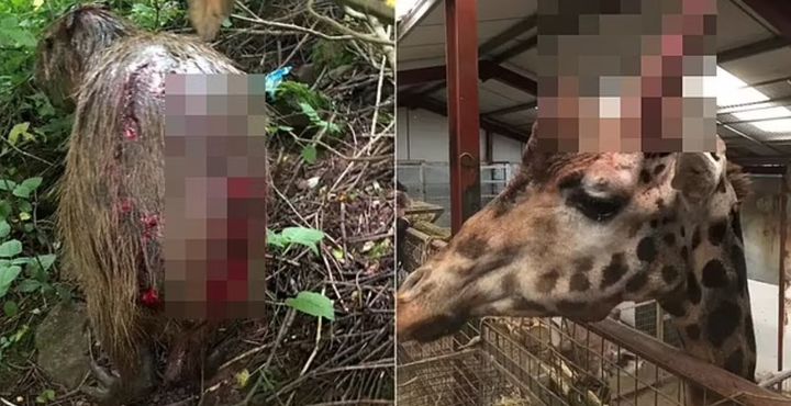 [서울=뉴시스] '최악의 동물원'이라고 칭해진 영국 사우스 레이크 사파리 동물원의 동물 학대 의혹이 추가로 제기된 가운데, 동물원 측이 돌연 폐쇄를 발표했다. (사진=데일리메일) *재판매 및 DB 금지