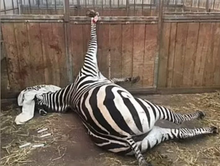 [서울=뉴시스] '최악의 동물원'이라고 칭해진 영국 사우스 레이크 사파리 동물원의 동물 학대 의혹이 추가로 제기된 가운데, 동물원 측이 돌연 폐쇄를 발표했다. (사진=데일리메일) *재판매 및 DB 금지