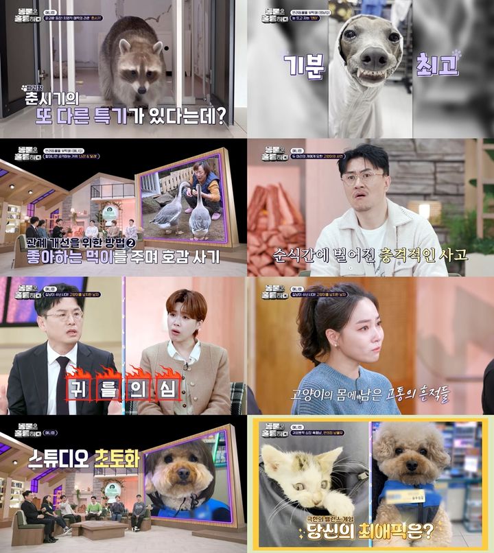 [서울=뉴시스] KBS 2TV 예능물 '동물은 훌륭하다'가 지난 16일 방송됐다. (사진=KBS 2TV '동물은 훌륭하다' 방송 캡처) 2024.12.17. photo@newsis.com *재판매 및 DB 금지