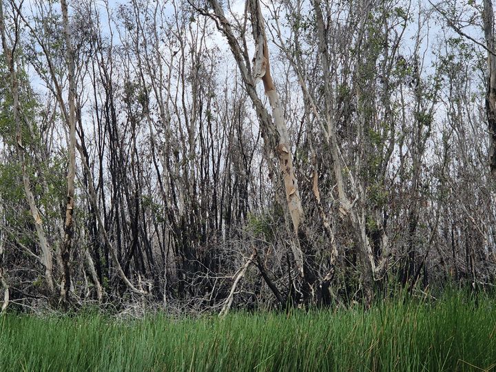 [대전=뉴시스] 동탑성 짬침 국립공원 산불피해지의 모습.(사진=한국임업진흥원 제공) *재판매 및 DB 금지