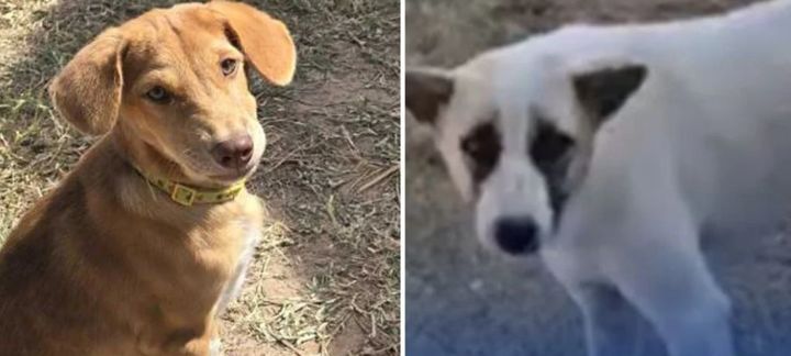 [서울=뉴시스] 사망한 주인의 시신 곁을 지킨 반려견들의 사연이 전해졌다. (사진=머스트쉐어뉴스) *재판매 및 DB 금지