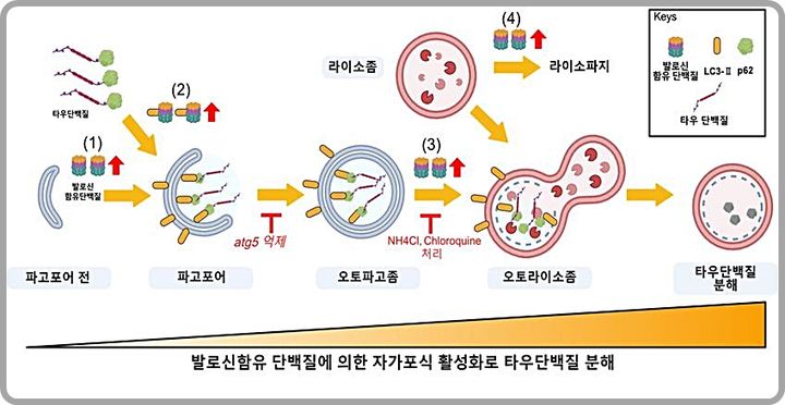 [대전=뉴시스] 발로신 함유 단백질에 의한 자가포식 활성화로 타우단백질이 분해되는 과정.(사진=생명연구원 제공) *재판매 및 DB 금지