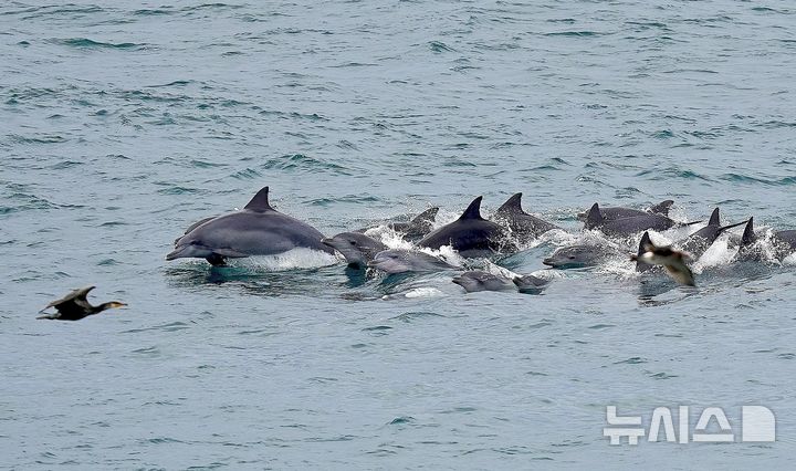 [제주=뉴시스] 제주연안에 서식하는 남방큰돌고래 무리. 올해에 이어 내년에도 이들을 보호하는 해양캠페인이 고향사랑기부금 사업으로 추진된다. (사진=다큐제주 제공) photo@newsis.com