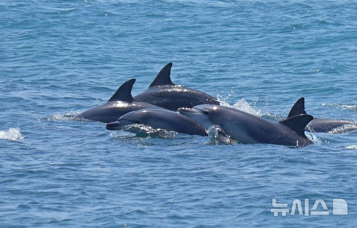 [제주=뉴시스] 제주연안에 서식하는 남방큰돌고래 무리. 올해에 이어 내년에도 이들을 보호하는 해양캠페인이 고향사랑기부금 사업으로 추진된다. (사진=다큐제주 제공) photo@newsis.com