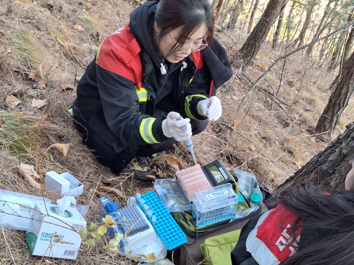 [안동=뉴시스] 남부지방산림청 관계자가 유전자 진단키트를 활용해 소나무재선충병 감염 여부를 확인하고 있다. (사진=남부지방산림청 제공) photo@newsis.com *재판매 및 DB 금지