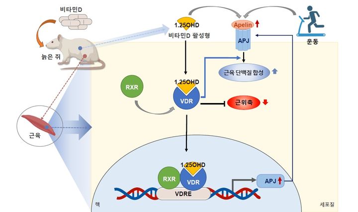 [세종=뉴시스] 비타민D 섭취에 따른 근감소증 예방 기전 모식도(사진=질병관리청) *재판매 및 DB 금지