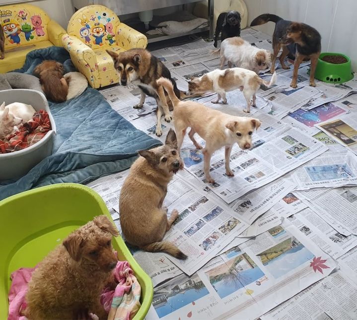 [창원=뉴시스] 강경국 기자 = 경남 창원시 동물보호센터에서 장기 보호 중인 유기견들. (사진=창원시청 제공). 2024.12.23. photo@newsis.com *재판매 및 DB 금지