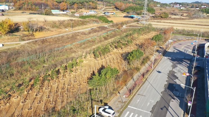 [당진=뉴시스] 지난달 22일 촬영된 당진시가 석문국가산단에 조성한 도시 숲 모습. (사진=당진시 제공) 2024.12.24. photo@newsis.com *재판매 및 DB 금지