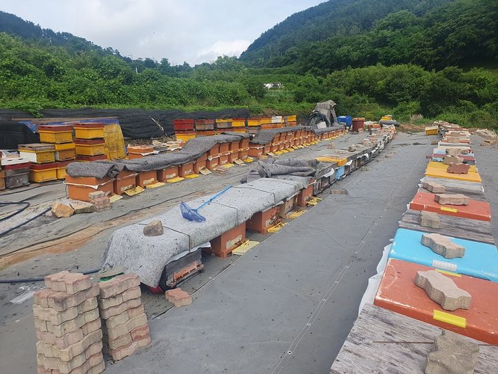 [창원=뉴시스] 강경국 기자 = 양봉농가 화분 급이 전경. (사진=창원시청 제공). 2024.12.25. photo@newsis.com *재판매 및 DB 금지