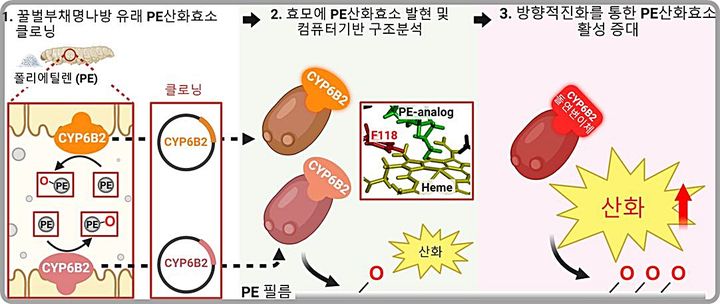 [대전=뉴시스] 꿀벌부채명나방 장 유래 폴리에틸렌 산화효소 발굴 및 폴리에틸렌 산화활성 증대 연구 개요도.(사진=생명연구원 제공) *재판매 및 DB 금지