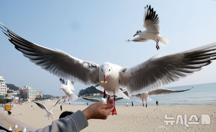 [부산=뉴시스] 하경민 기자 = 26일 부산 해운대구 송정해수욕장에서 갈매기떼가 관광객이 들고 있는 새우과자를 낚아채고 있다. 2024.12.26. yulnetphoto@newsis.com
