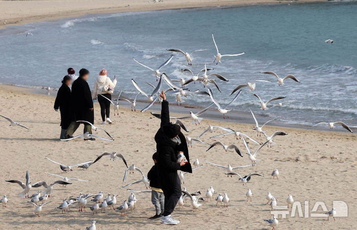 [부산=뉴시스] 하경민 기자 = 26일 부산 해운대구 송정해수욕장에서 갈매기떼가 관광객이 들고 있는 새우과자를 낚아채고 있다. 2024.12.26. yulnetphoto@newsis.com