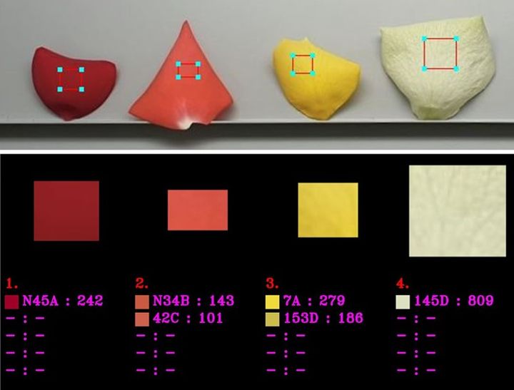 국립종자원이 개발한 색채영상분석 프로그램. 꽃잎사진을 찍어 색상을 판별할 수 있다. (사진 = 농림축산식품부 제공) 2024.12.28. *재판매 및 DB 금지