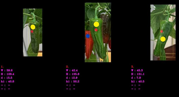 국립종자원이 개발한 비파괴 영상분석 프로그램. 과실별 길이 너비 등을 자동분석한다. (사진 = 농림축산식품부 제공) 2024.12.28. *재판매 및 DB 금지