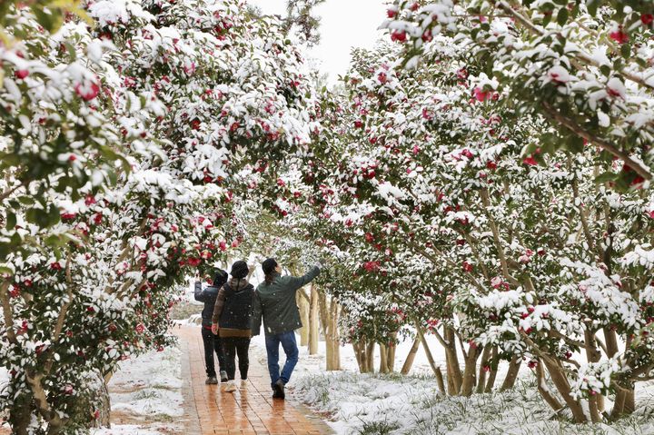 1004섬 분재정원의 '애기 동백 숲길' 설경 (사진=1004섬 분재정원) *재판매 및 DB 금지