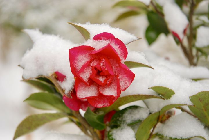 한겨울 활짝 꽃을 피운 1004섬 분재정원의 '애기 동백' (사진=1004섬 분재정원) *재판매 및 DB 금지