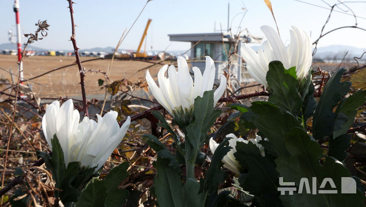 [무안=뉴시스] 김선웅 기자 = 1일 전남 무안군 무안국제공항 제주항공 여객기 사고 현장에 희생자들을 추모하는 꽃이 놓여 있다. 2025.01.01. mangusta@newsis.com