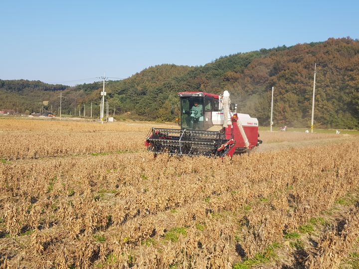 [안동=뉴시스] 문경 영순지구 들녘에서 콩 수확이 이뤄지고 있다. (사진=경북도 제공) 2025.01.02. photo@newsis. *재판매 및 DB 금지