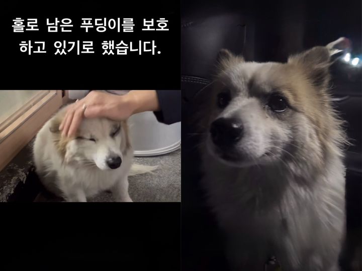 [서울=뉴시스] 1일 동물권 단체 '케어'는 공식 인스타그램에 무안공항에서 일어난 제주항공 참사로 일가족 9명이 사망하면서 홀로 남겨진 반려견 '푸딩이'를 구조했다고 전했다. (사진=인스타그램 갈무리) 2025.1.2. photo@newsis.com *재판매 및 DB 금지