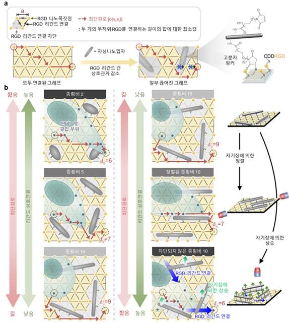 들로네 삼각분할 그래프 모델링 및 나노물질을 이용하여 모사한 세포외기질 네트워크 구조의 모식도(a) 및 서로 다른 종횡비를 갖는 자성나노입자 및 자기장을 통한 원격 제어에 따라 리간드 간 상호작용이 달라질 수 있음을 표현한 모식도(b). (사진=고려대 제공) *재판매 및 DB 금지