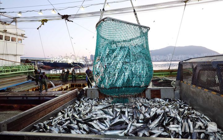 [부산=뉴시스] 하경민 기자 = 2일 오전 부산 서구 부산공동어시장에 입항한 어선에서 선원들이 조업한 고등어를 경매에 넘기기 위해 옮기고 있다. 2025.01.02. yulnetphoto@newsis.com