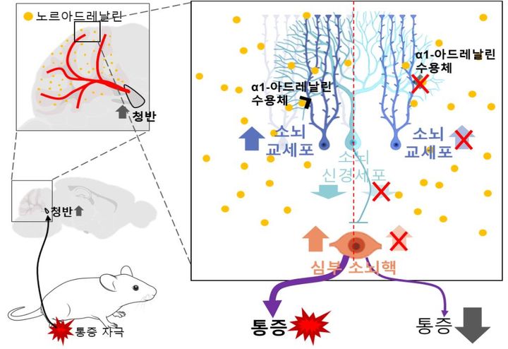 'α1 아드레날린 수용체'를 통해 소뇌 교세포가 활성화되면 소뇌 신경세포-심부 소뇌핵을 거쳐 통증 신호가 전달된다. 이를 차단하면 통증 조절이 가능하다. (사진=경희대 제공) *재판매 및 DB 금지