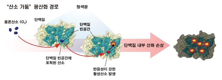 [울산=뉴시스] 항산화 시스템을 피해 세포 단백질을 손상시키는 산소 가둠 경로. (사진=울산과학기술원 제공) 2025.01.06. photo@newsis.com *재판매 및 DB 금지