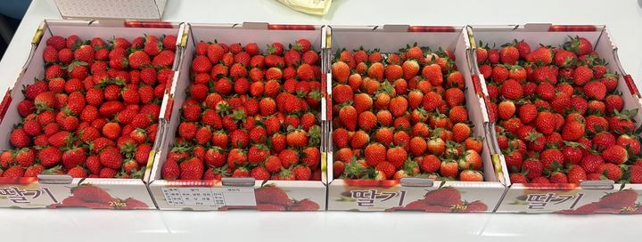 평창군 농업기술센터 스마트팜에서 재배한 딸기. *재판매 및 DB 금지