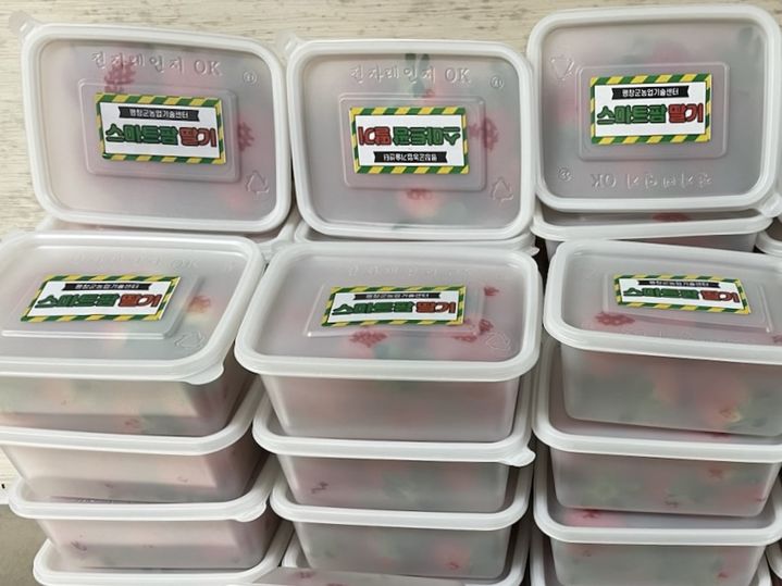 평창군 농업기술센터 스마트팜에서 재배한 딸기. *재판매 및 DB 금지