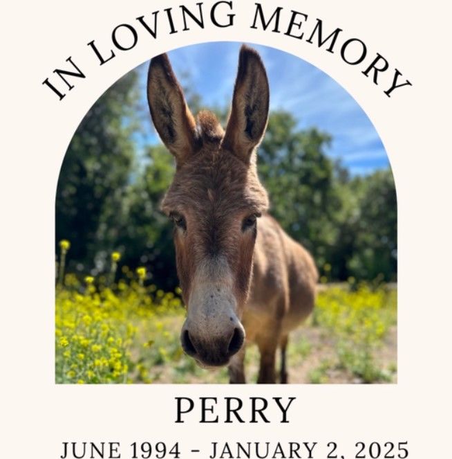 [서울=뉴시스] 애니메이션 '슈렉'의 캐릭터 '동키'의 실제 모델인 당나귀 '페리'가 30세 나이로 세상을 떠났다. (사진=인스타그램) *재판매 및 DB 금지