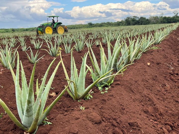 유니베라 세이바 농장 (사진=유니베라 제공) *재판매 및 DB 금지
