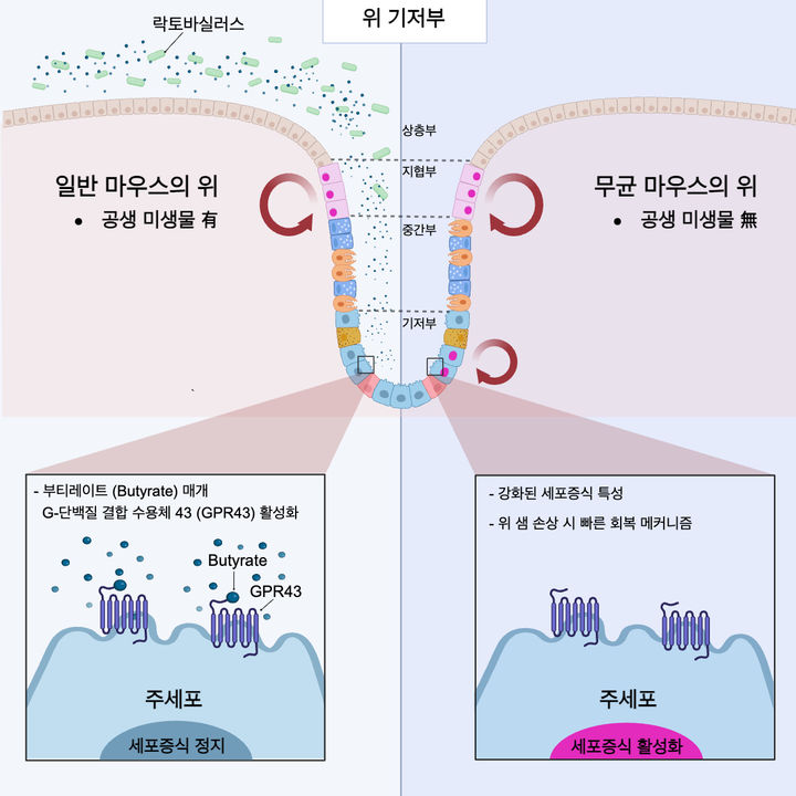 [서울=뉴시스] 7일 연세대 의대 의생명과학부 남기택 교수와 정행등 박사 연구팀은 위에 존재하는 미생물이 대사물질 생성을 통해 성체줄기세포 역할을 하는 주세포의 증식 능력을 조절할 수 있다고 밝혔다. (사진=연세의료원 제공) 2025.01.07. photo@newsis.com *재판매 및 DB 금지