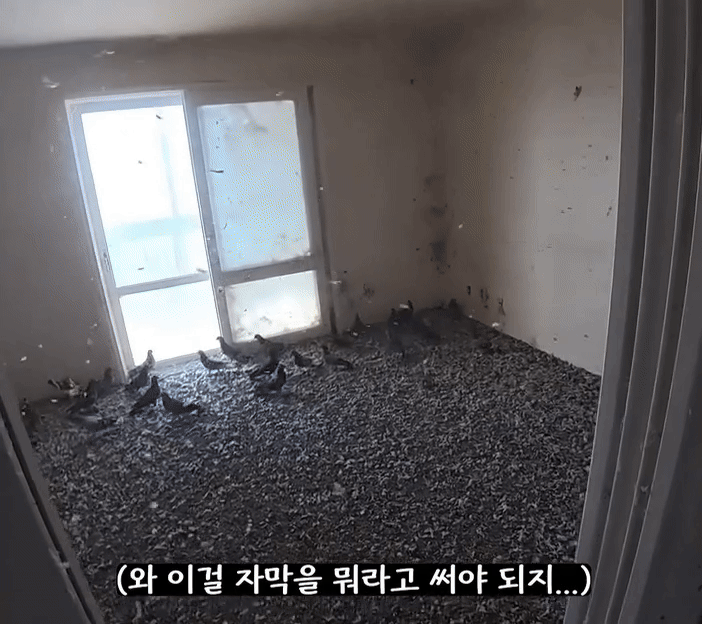 [서울=뉴시스] 울산의 한 청소업체가 비둘기 떼에게 점령당한 아파트를 청소하는 모습을 공개해 충격을 주고 있다. (사진=유튜브 채널 '생존') *재판매 및 DB 금지 *재판매 및 DB 금지