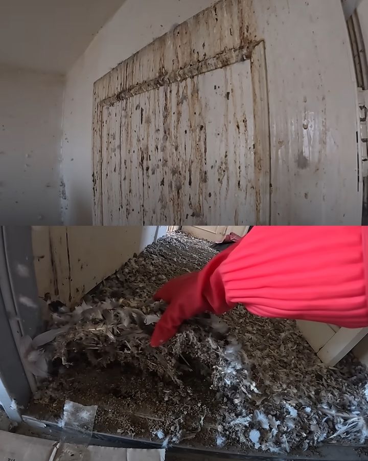 [서울=뉴시스] 울산의 한 청소업체가 비둘기 떼에게 점령당한 아파트를 청소하는 모습을 공개해 충격을 주고 있다. (사진=유튜브 채널 '생존') *재판매 및 DB 금지