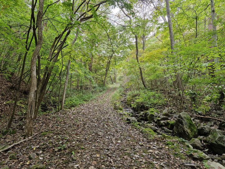 [봉화=뉴시스] 봉화 낙동정맥트레일 승부~분천 구간 숲길. 2025.01.08 (사진=봉화군 제공) photo@newsis.com *재판매 및 DB 금지