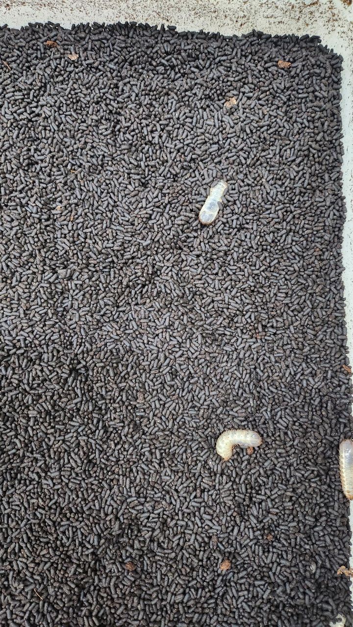 [진주=뉴시스]경남농업기술원, 흰점박이꽃무지 분변토.(사진=경남농업기술원 제공).2025.01.08.photo@newsis.com *재판매 및 DB 금지