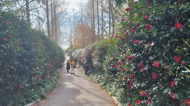 [신안=뉴시스]'1004섬 분재정원' 애기동백 숲길. *재판매 및 DB 금지