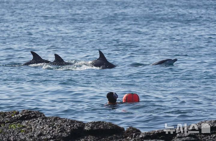 [제주=뉴시스] 해녀들이 물질하는 연안에서 남방큰돌고래들이 유유히 유영하고 있다. (사진=다큐제주 오승목 감독 제공) photo@newsis.com