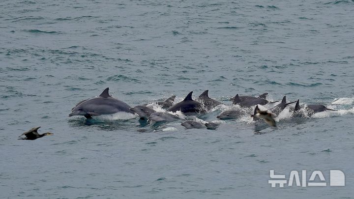 [제주=뉴시스] 제주 연안에 서식하는 남방큰돌고래 무리. (사진=다큐제주 오승목 감독 제공) photo@newsis.com