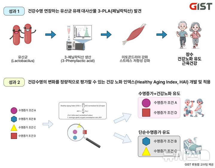 [광주=뉴시스]유산균 유래 대사산물 3-PLA(페닐락틱산) 발견 및 건강 노화 인텍스(HAI).