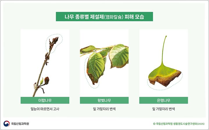 [대전=뉴시스] 제설제(염화칼슘) 살포에 따른 나무 종류별 피해 사진. (사진=국립산림과학원 제공) 2025.01.09. photo@newsis.com *재판매 및 DB 금지