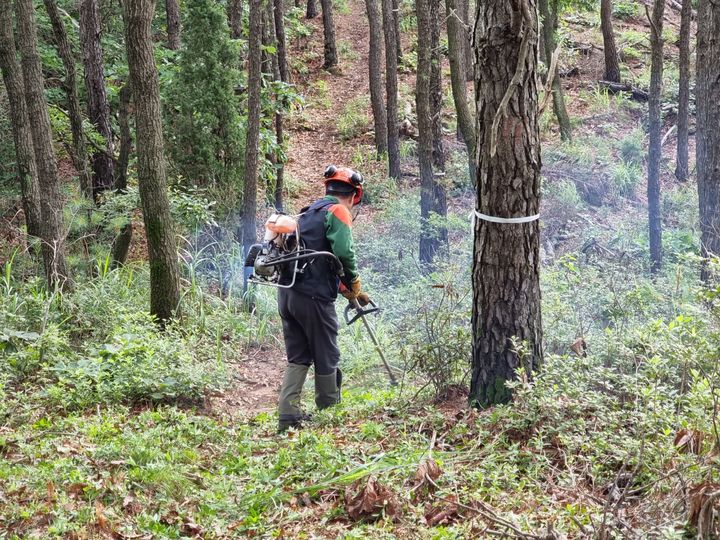 [인천=뉴시스] 인천 강화군에서 관계자가 조림지 풀베기를 하고 있다. (사진=강화군 제공) 2025.01.09. photo@newsis.com *재판매 및 DB 금지