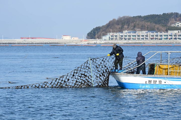 [홍성=뉴시스] 유효상 기자 = 지난 1월 10일 충남 홍성군 남당항 김 양식장에서 추위에도 어업인들이 김 수확을 하고 있다. (사진=홍성군 제공) 2025.01.11 photo@newsis.com *재판매 및 DB 금지